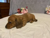 Red, a male Dachshund for sale in Fennimore, WI – Photo 4 of 10