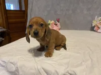 Red, a male Dachshund for sale in Fennimore, WI – Photo 5 of 10