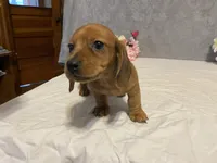 Red, a male Dachshund for sale in Fennimore, WI – Photo 2 of 10