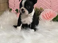 Brianna, a female Boston Terrier for sale in Fennimore, WI – 4 of 10