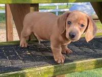 Jed, a male Dachshund for sale in Fennimore, WI – 7 of 10