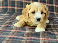 Jasmine, a female Cavachon for sale in Fennimore, WI – 1 of 10
