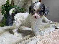 Daisy, a female Cavapoo for sale in Fennimore, WI – 6 of 10