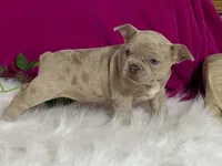 Zelda, a female Frenchton for sale in Fennimore, WI – 6 of 10