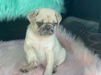 Scotchy, a female Pug for sale in Fennimore, WI – 9 of 10