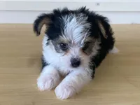 Princess, a female Morkie for sale in Fennimore, WI – 9 of 10