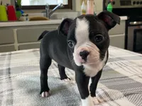 Daisy, a female Boston Terrier for sale in Fennimore, WI – 9 of 10