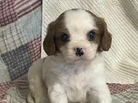 processed/2aeff7ce-7b32-4114-9604-c81d8e3c3561/listing/346acfb2-0cab-4bec-86d7-6338c93f8203/15b00e33-b292-4a9f-88fe-5a6d0904931d