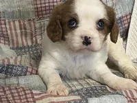 processed/2aeff7ce-7b32-4114-9604-c81d8e3c3561/listing/346acfb2-0cab-4bec-86d7-6338c93f8203/30afc52b-fa9c-40d6-9e99-7fd62955fb54