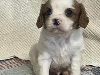 processed/2aeff7ce-7b32-4114-9604-c81d8e3c3561/listing/346acfb2-0cab-4bec-86d7-6338c93f8203/53c974b2-cd86-46e5-9197-a2dc4274b44c