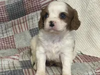 processed/2aeff7ce-7b32-4114-9604-c81d8e3c3561/listing/346acfb2-0cab-4bec-86d7-6338c93f8203/54b93969-d26b-49ed-a888-48175dd894d0