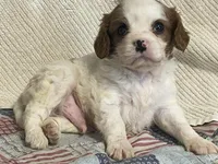 processed/2aeff7ce-7b32-4114-9604-c81d8e3c3561/listing/346acfb2-0cab-4bec-86d7-6338c93f8203/6a8f343c-7878-429b-adac-6e1fd0fc5c87