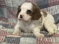 processed/2aeff7ce-7b32-4114-9604-c81d8e3c3561/listing/346acfb2-0cab-4bec-86d7-6338c93f8203/c8808b21-2de8-4ddd-baa0-19f90f61acb1