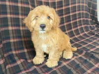 Mindy, a female Cavachon for sale in Fennimore, WI – 7 of 9