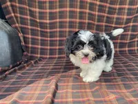 LULU, a female Bichon Frise and Shih Tzu for sale in Fennimore, WI – 7 of 9