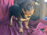 Chopper, a male Rottweiler for sale in Fennimore, WI – 5 of 10