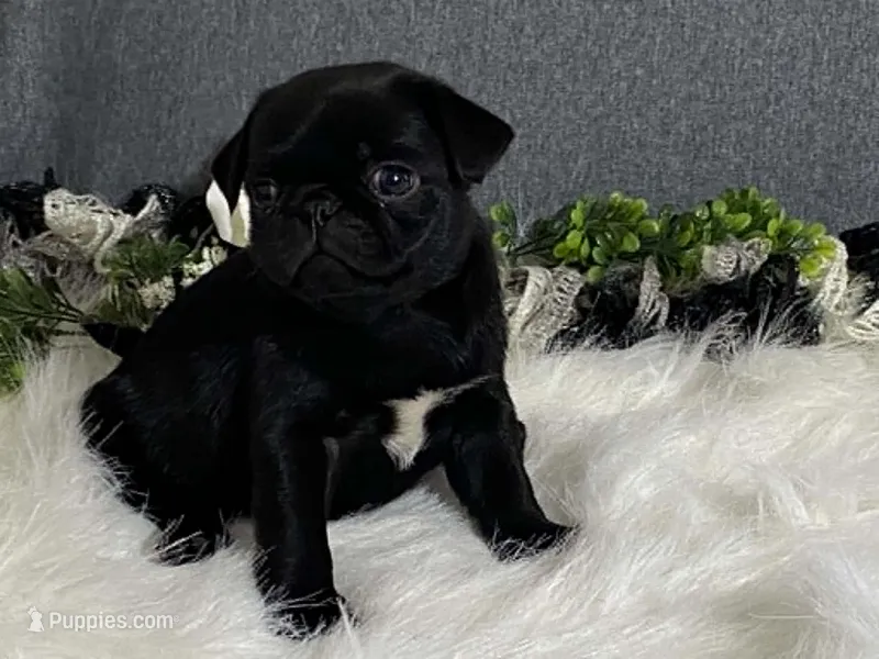 Archie – Pug puppy for sale in Fennimore, WI