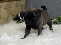 Andre, a male Pug for sale in Fennimore, WI – 8 of 9