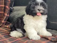 Lex, a male Bichon Frise and Shih Tzu for sale in Fennimore, WI – 3 of 10