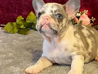 Bossy, a female French Bulldog for sale in Fennimore, WI – 5 of 10