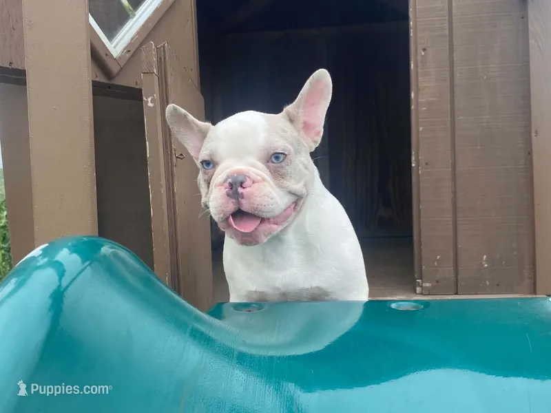 Panda – French Bulldog puppy for sale in Fennimore, WI