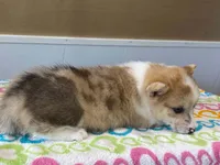 Pearl, a female Pembroke Welsh Corgi for sale in Fennimore, WI – 2 of 10