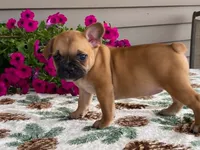Bubbles, a female French Bulldog for sale in Fennimore, WI – 10 of 10