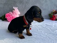 May, a female Dachshund for sale in Fennimore, WI – 1 of 9