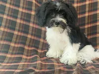 Lex, a male Bichon Frise and Shih Tzu for sale in Fennimore, WI – 9 of 10
