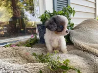 Pepsi, a male Cavapoo for sale in Fennimore, WI – 4 of 10