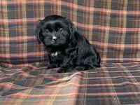 Katie, a female Cavalier King Charles Spaniel and Shih Tzu for sale in Fennimore, WI – 9 of 10