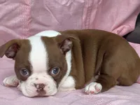 Big Red, a male Boston Terrier for sale in Fennimore, WI – 2 of 10