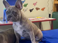 Winnie, a female French Bulldog for sale in Fennimore, WI – 4 of 7