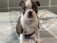 Ruby, a female Boston Terrier for sale in Fennimore, WI – 2 of 10