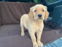 Jasper, a male Golden Retriever for sale in Fennimore, WI – 7 of 9