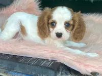 Checkers, a male Cavalier King Charles Spaniel for sale in Fennimore, WI – 10 of 10