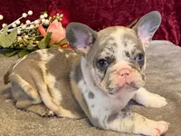 Bossy, a female French Bulldog for sale in Fennimore, WI – 7 of 10