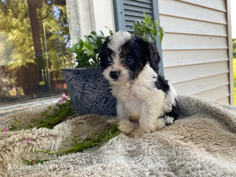 Ricky – Cavapoo puppy for sale in Fennimore, WI