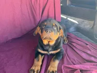 Chopper, a male Rottweiler for sale in Fennimore, WI – 3 of 10