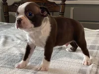 Choco, a male Boston Terrier for sale in Fennimore, WI – 5 of 9
