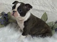 Yolo, a male Boston Terrier for sale in Fennimore, WI – 10 of 10