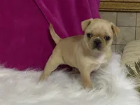 processed/2aeff7ce-7b32-4114-9604-c81d8e3c3561/listing/3a91e124-1db5-4dd5-869a-e571dc896315/43b52978-830f-4efe-9e38-b8a9b6234e59