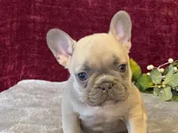 Fanny, a female French Bulldog for sale in Fennimore, WI – 2 of 10