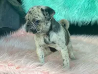 Speckles, a female Pug for sale in Fennimore, WI – 6 of 9