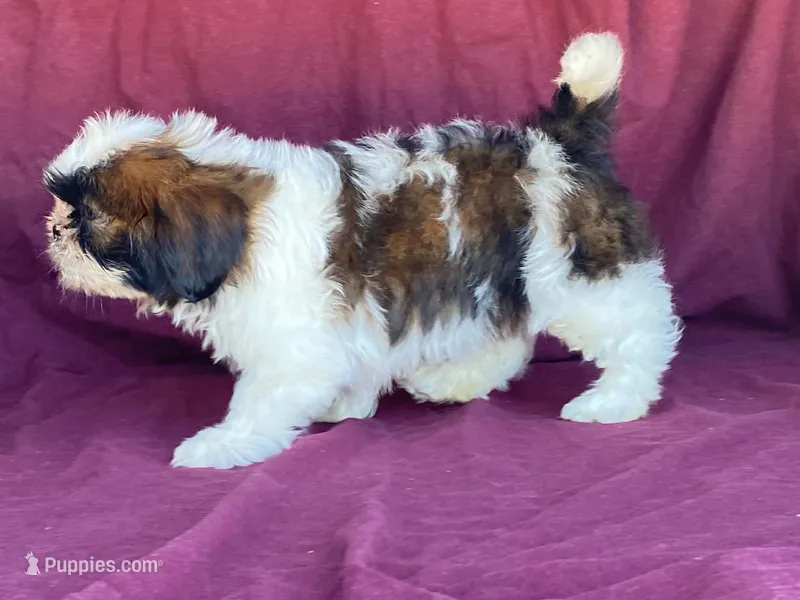 Buster – Shih Tzu puppy for sale in Fennimore, WI