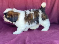 Buster, a male Shih Tzu for sale in Fennimore, WI – 1 of 10