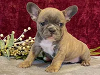 Fancy, a female French Bulldog for sale in Fennimore, WI – 7 of 9