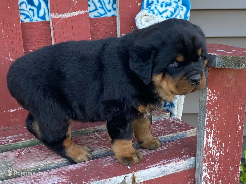 Rocky – Rottweiler puppy for sale in Fennimore, WI