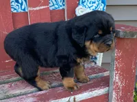 Rocky, a male Rottweiler for sale in Fennimore, WI – 1 of 10