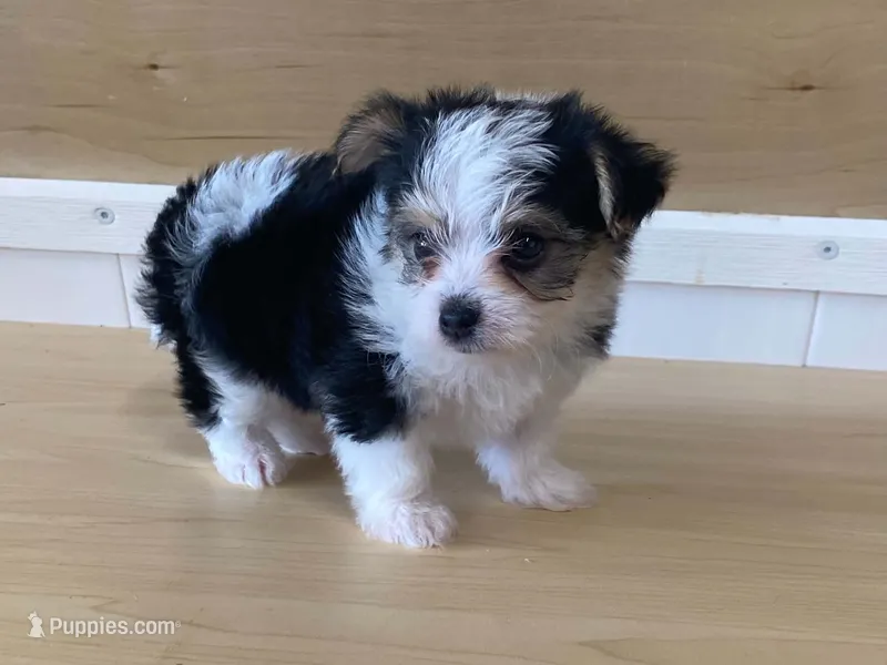 Princess – Morkie puppy for sale in Fennimore, WI